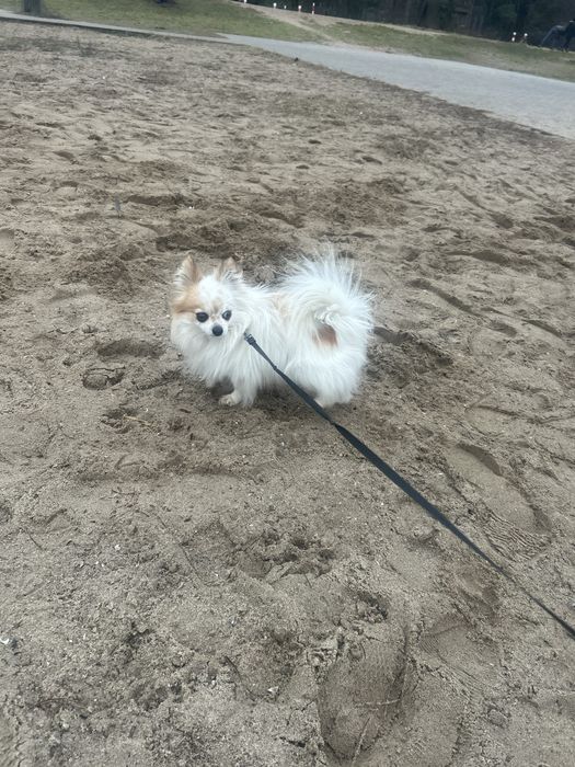 Śnieżno biała sunia po Championie gotowa do rezerwacji