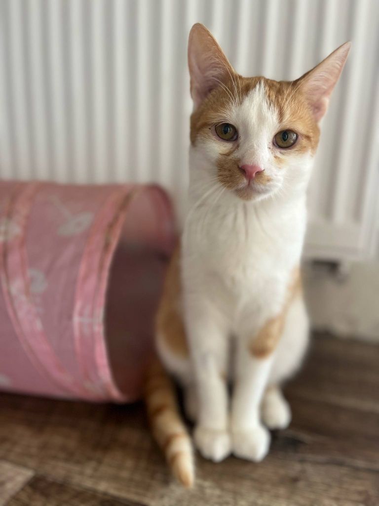 Kevin kot do adopcji
