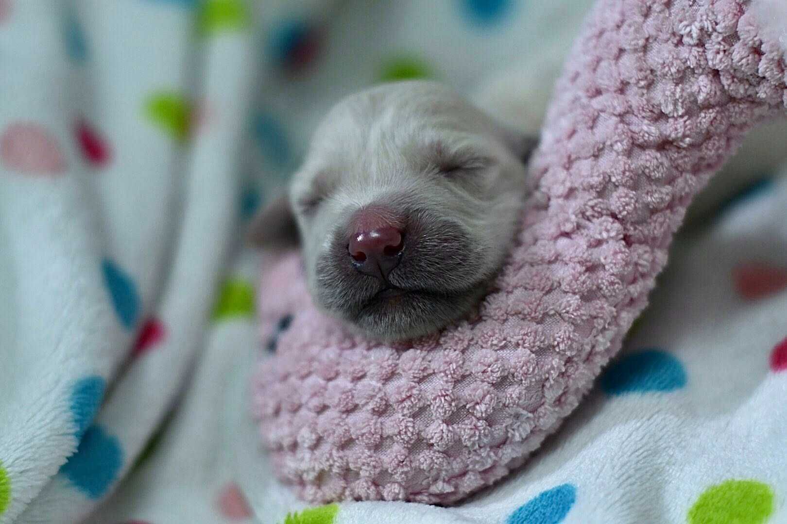 Golden retriever  Związek Kynologiczny w Polsce /FCI