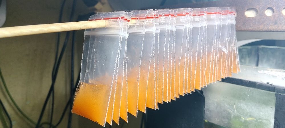 Akwarystyka pokarmy dla ryb