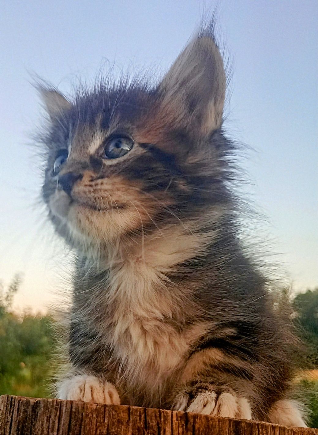 Кошенята МЕЙН-КУН