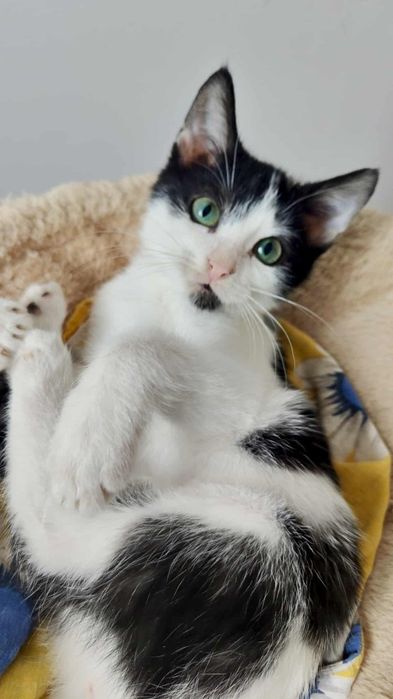 Dwie uratowane sierotki szukają domkow-do adopcji