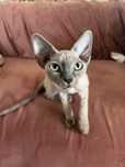 Dziewczynka Devon Rex