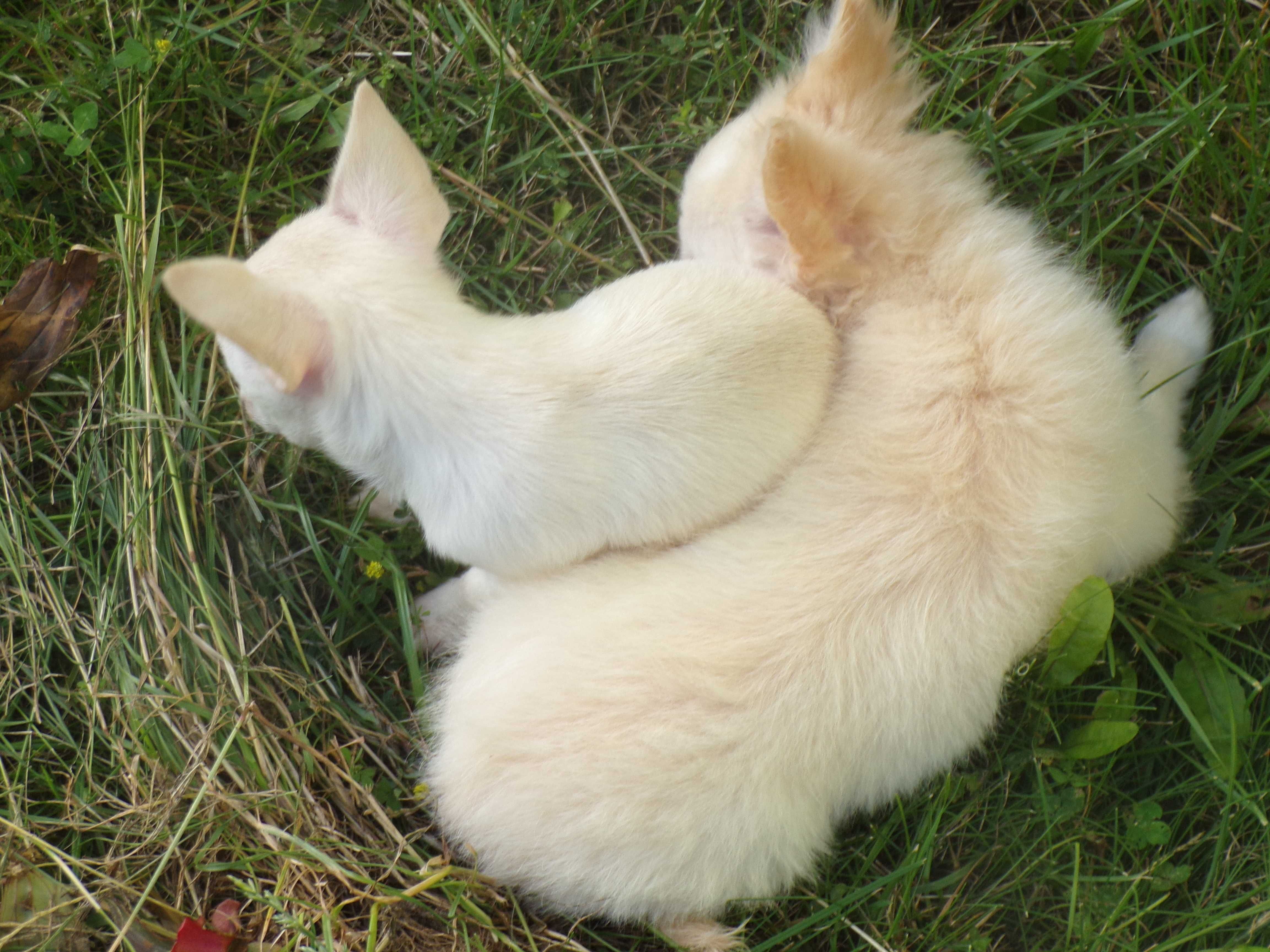 Posiadam do sprzedania suczke kremową chihuahua długowłosą