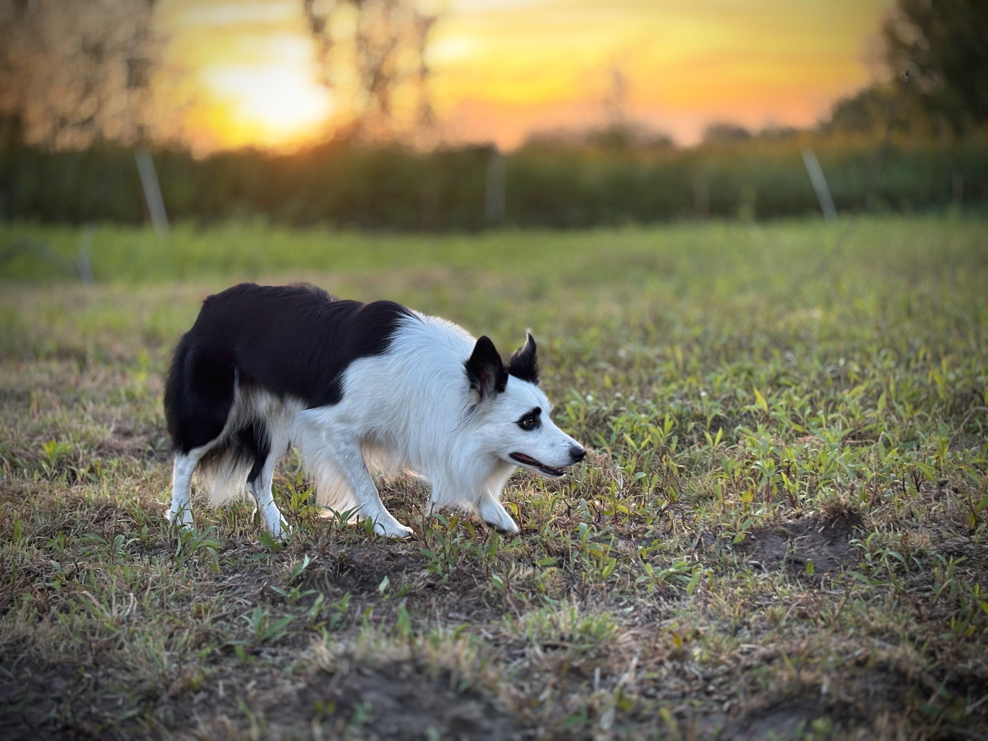 Border collie samiec ISDS/FCI