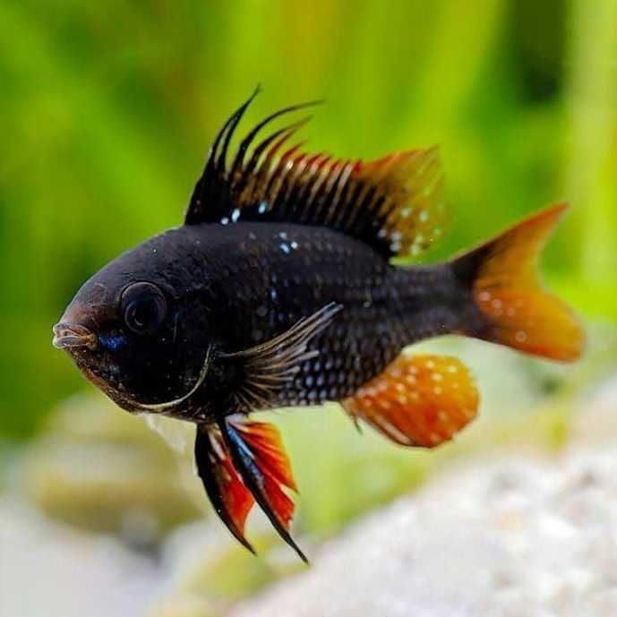 Super cena Pielęgniczka Ramireza Czarna – Apistogramma ramirezi black