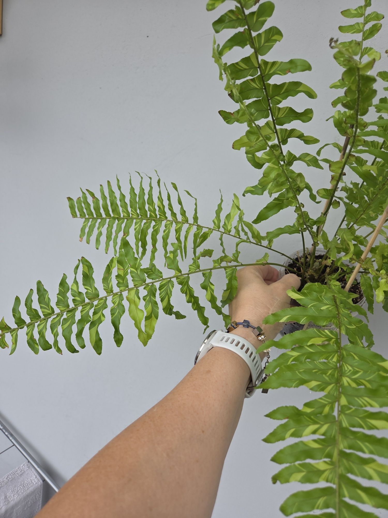 Paproć Variegata