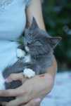Kocurek blue solid ragdoll/cherubim