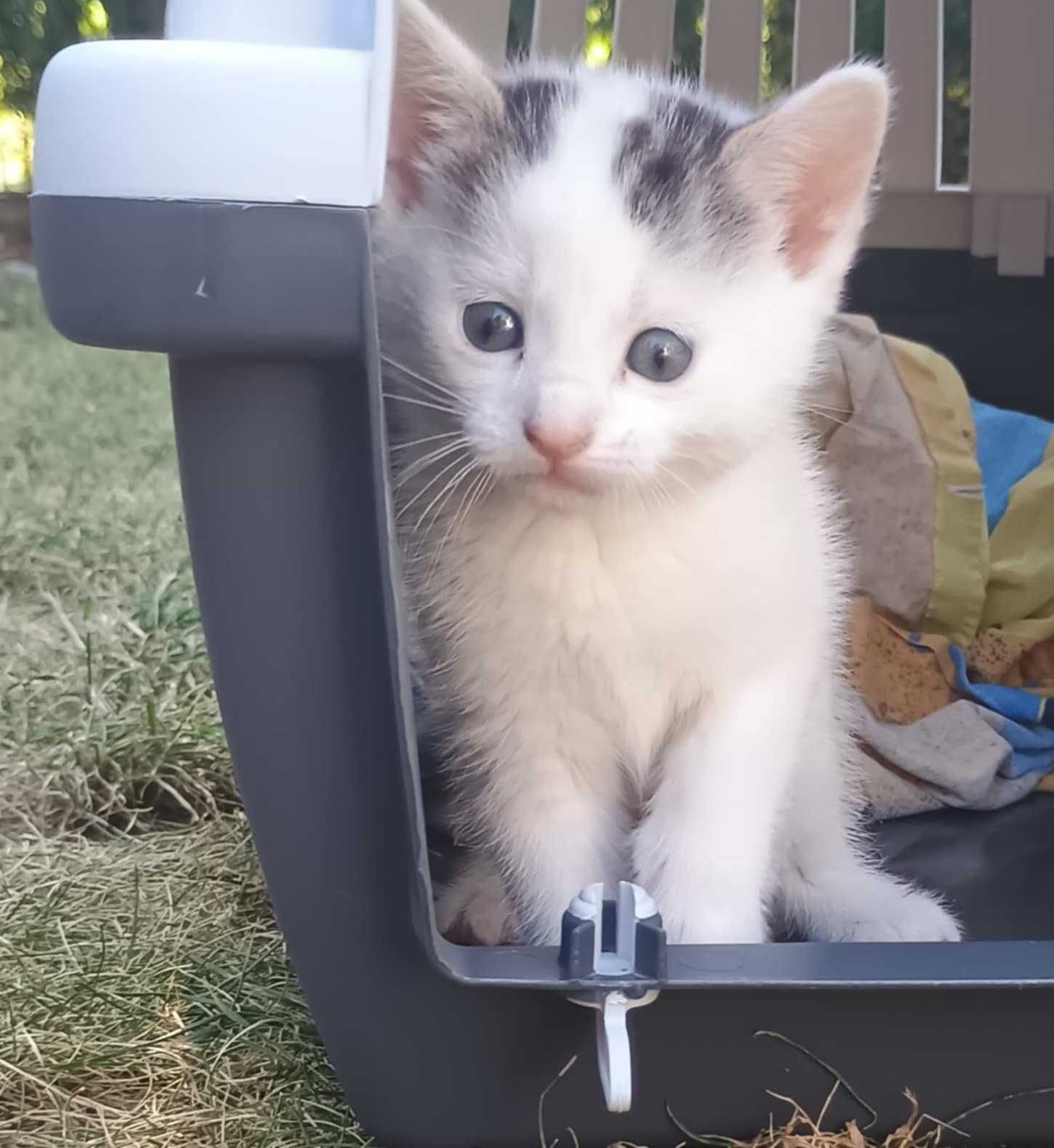 Uroczy kotek do adopcji