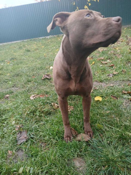 Американський підбультер'єр дівчинка