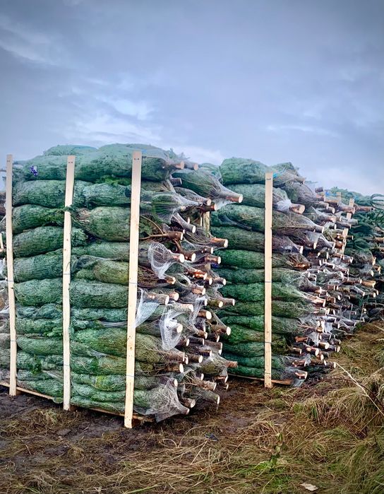 Drzewka Bożonarodzeniowe, Świąteczne Choinki,