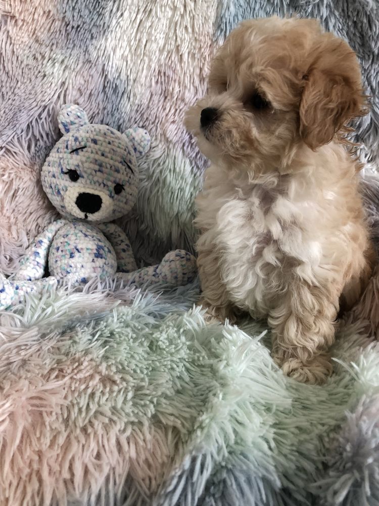 Maltipoo suczka po pudel toy do odbioru