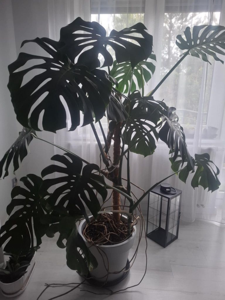 Kwiat Monstera Deliciosa
