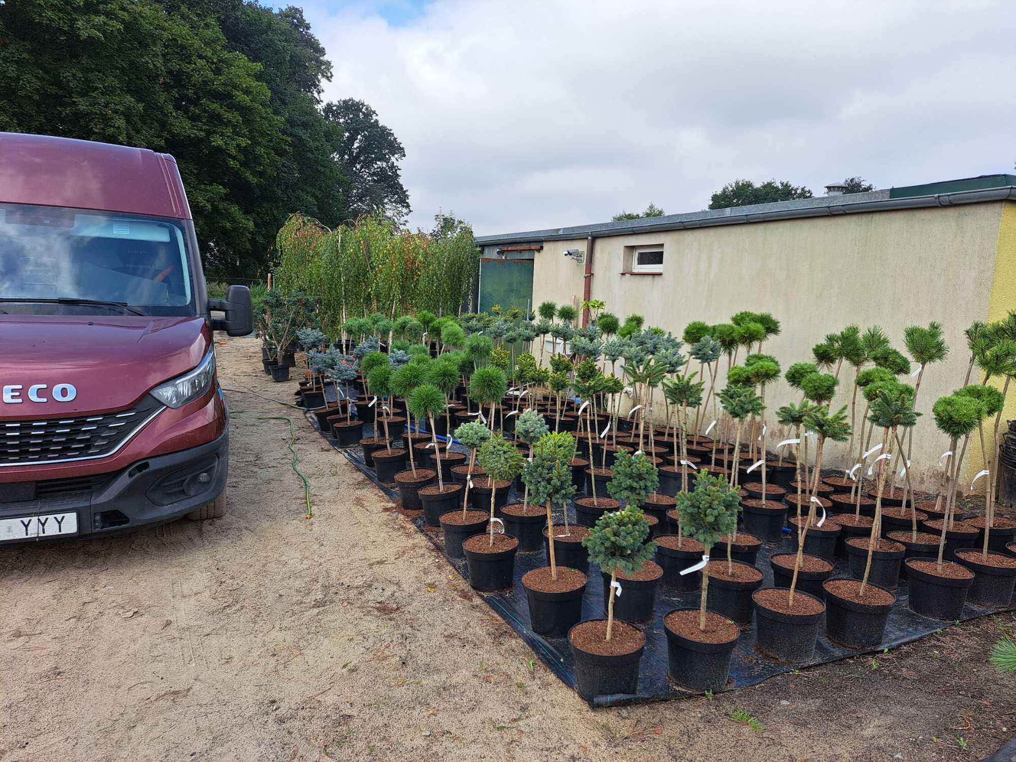 Bonsai Sosna świerk KULA SZCZEPIONA na pniu 10l