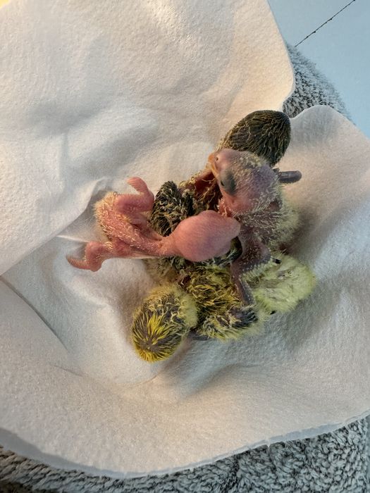 Agapornis para criar a mão