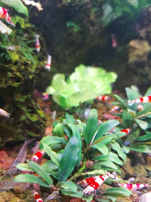 Буцефаландра мини