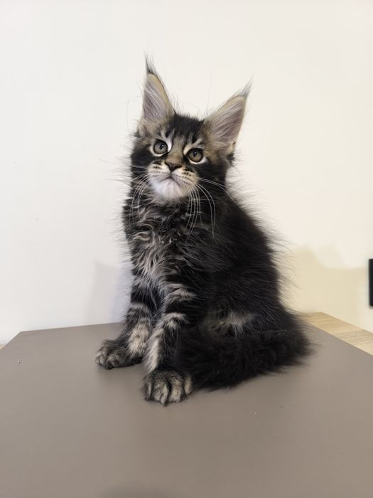 Kocur Maine Coon do hodowli n25