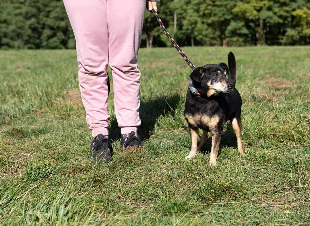 Nil- Malutki,  grzeszny i spokojny Psiaczek