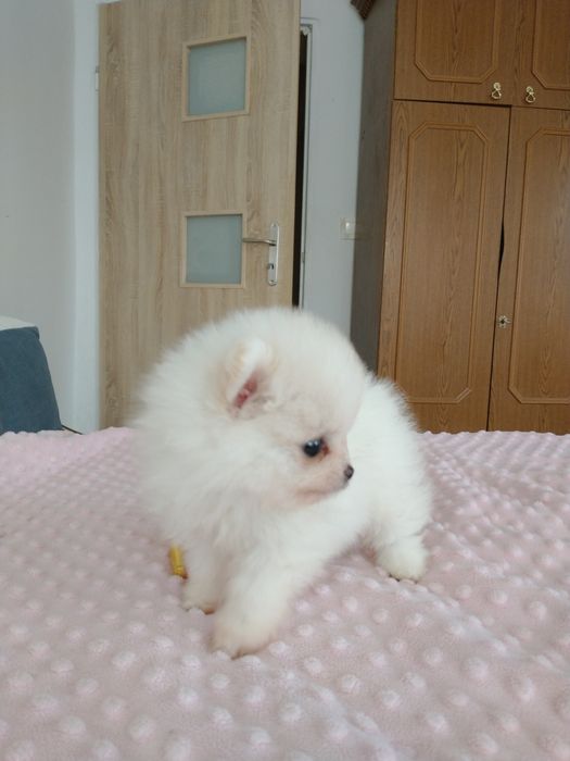 Szpic miniaturowy pomeranian chłopak xxs