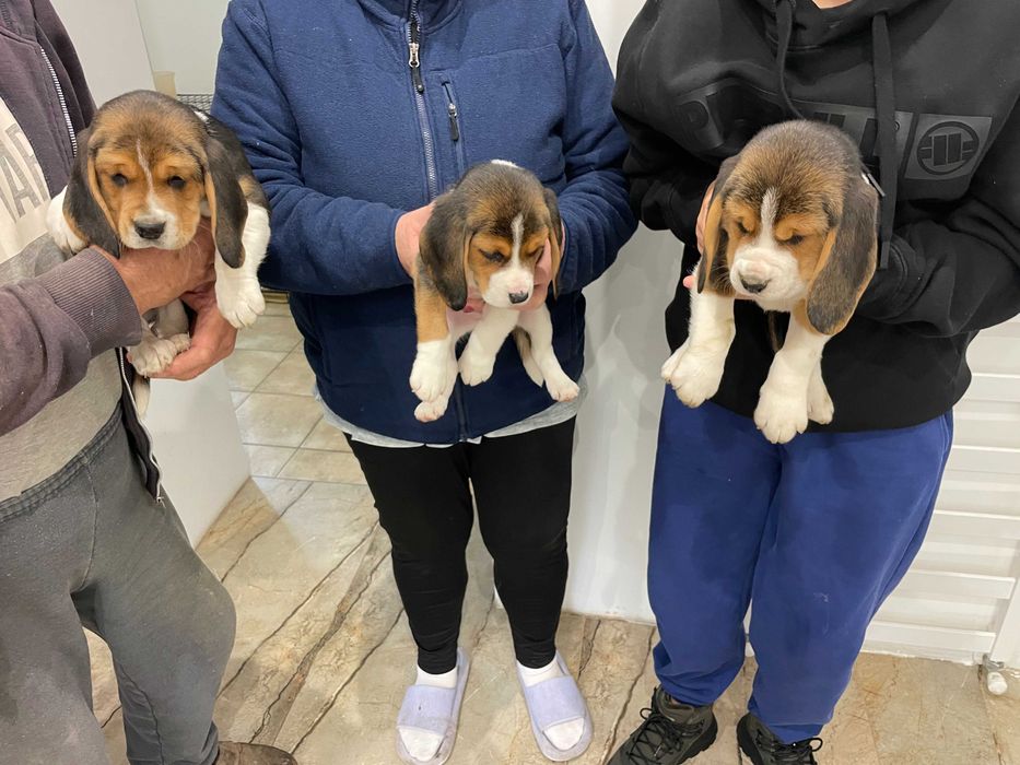 Sprzedam Pieska Beagle