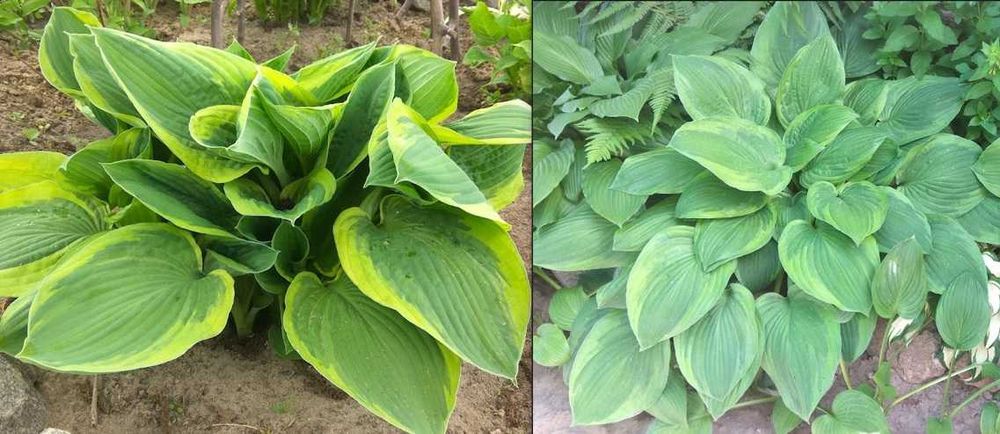 стахис, хосты,  птицемлечник