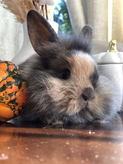 Królik karzełek teddy mini lop mini rez nauczone kuwetowania