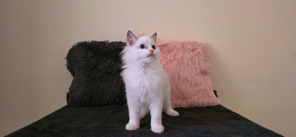 RAGDOLL Kocurki FPL od Ręki ( Hodowlany )