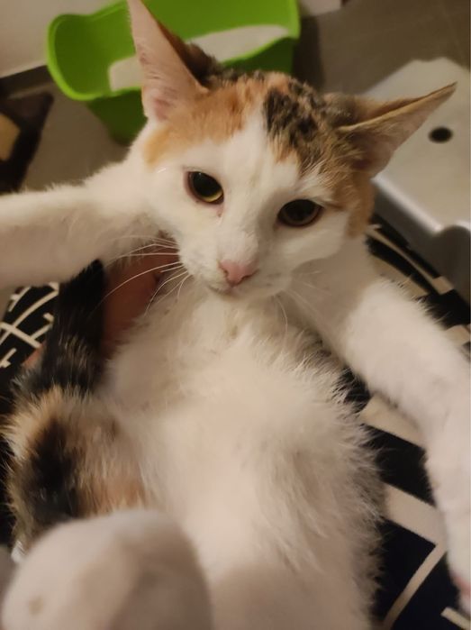 Lena i Lutek kot koty kociaki do adopcji oddam