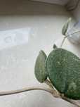 Hoya Thomsonii  cięta
