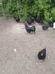 Kury Australorp!