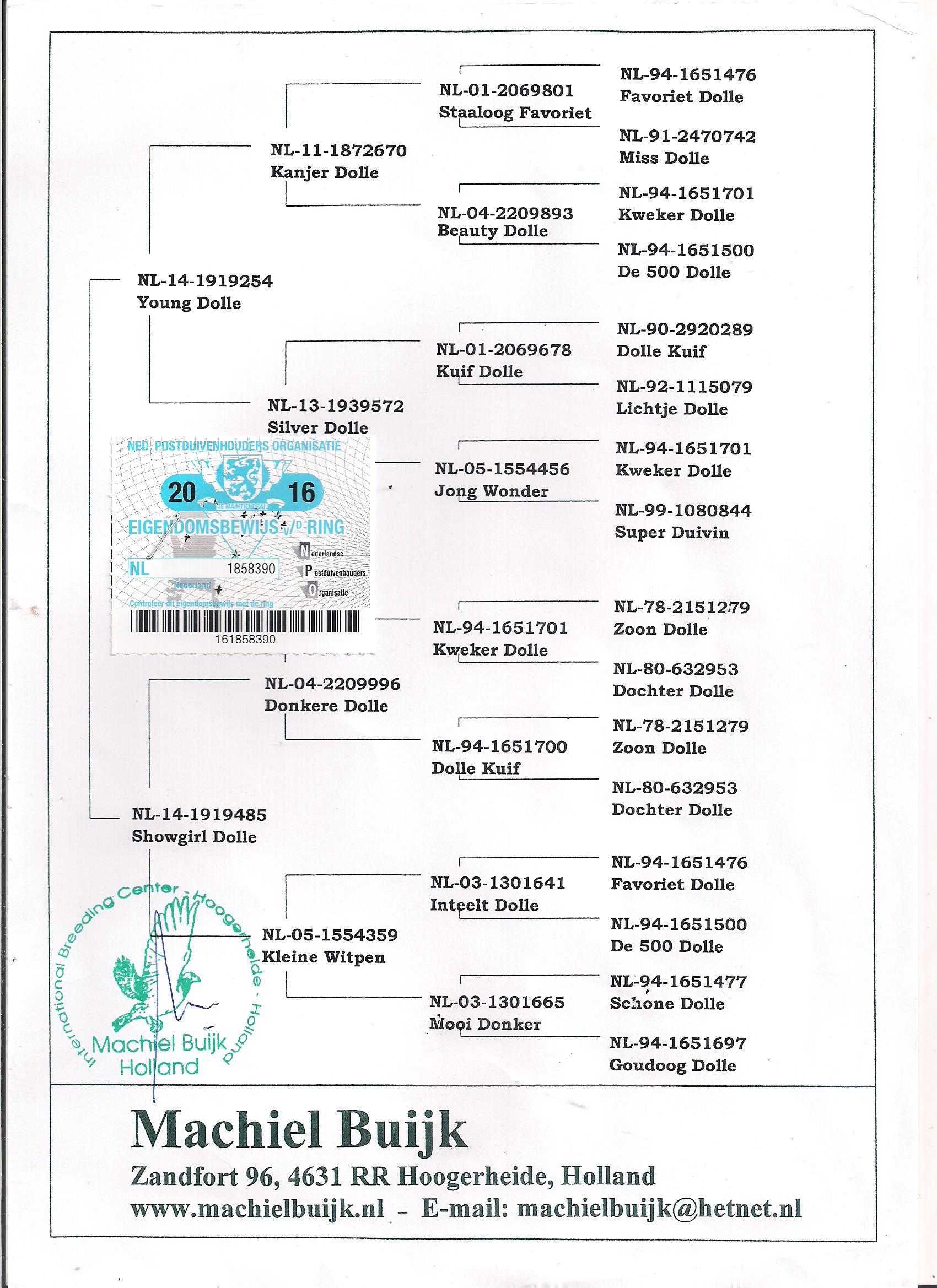 Młode 2024 para nr 119 Ardeny M. Buijk UNIKAT gołąb gołębie pocztowe