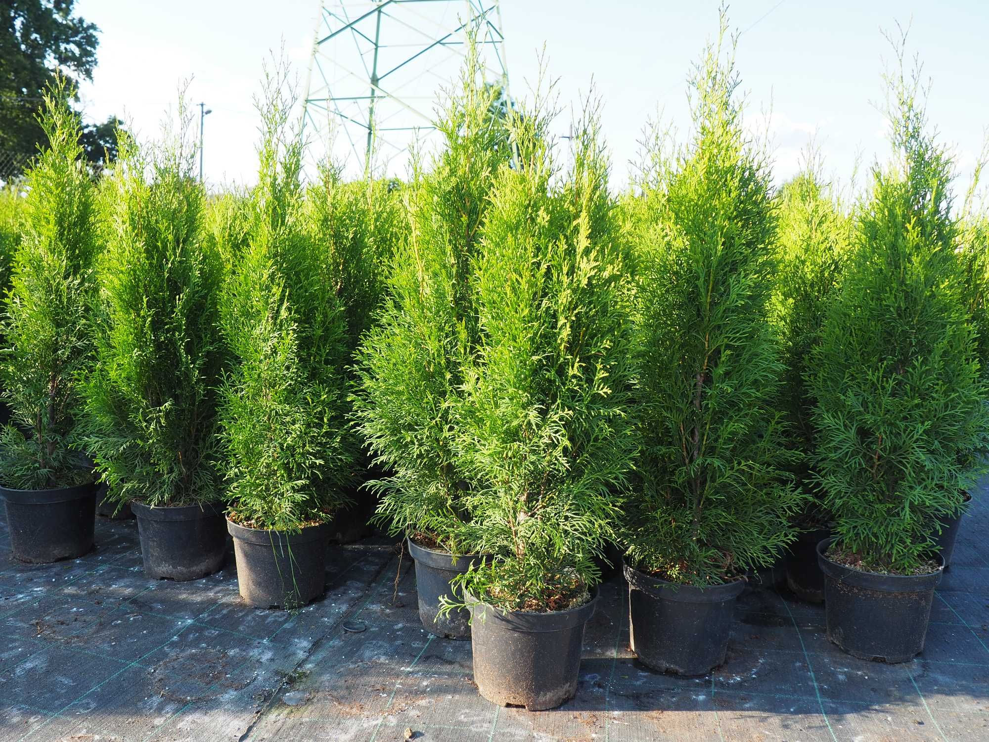 Tuja szmaragd  75-80cm hortensje szkółka Łabiszyn
