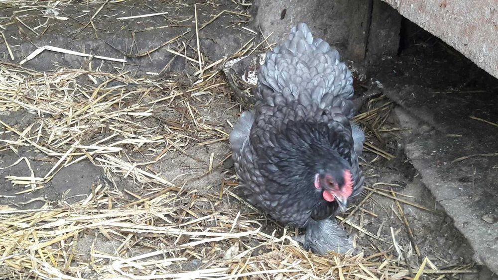 Інкубаційні яйця, міні Кохінхіни