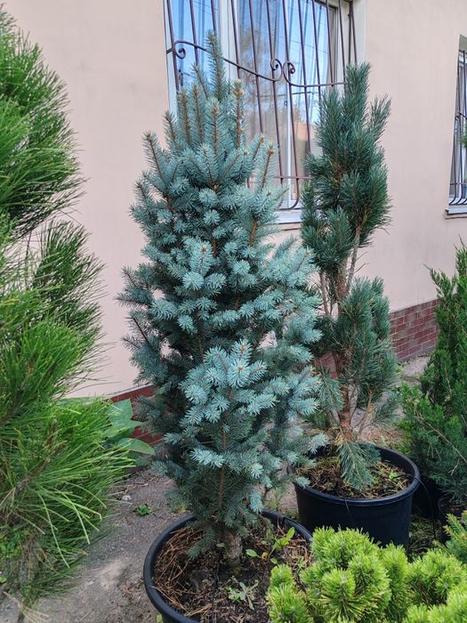 Сосни, Ялинки, Модрина