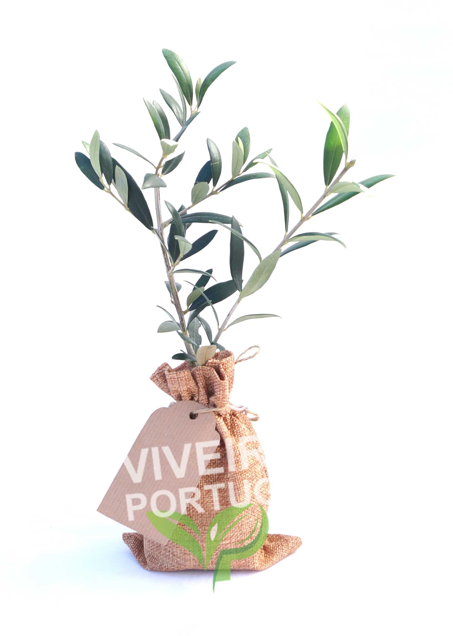 Oliveiras Bonsais | Prenda Casamentos | Ofertas e Decoração