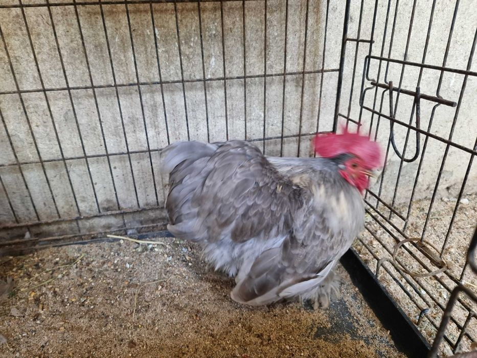 Galo pekin cinza.