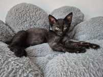 2,5 miesięczny Kronos do adopcji