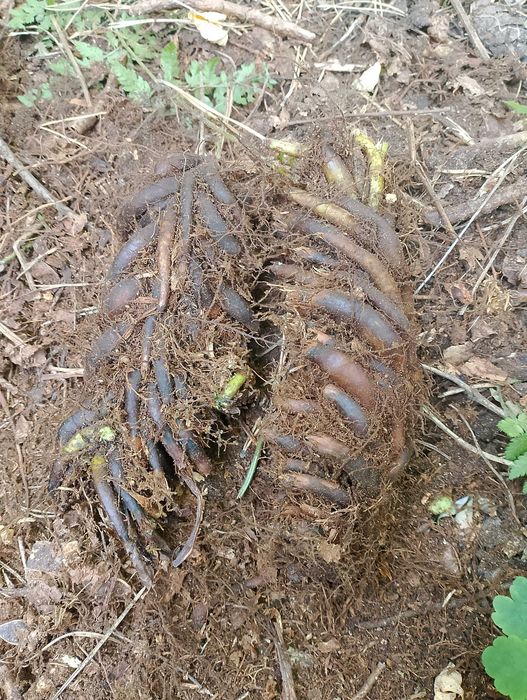 Папоротника корень