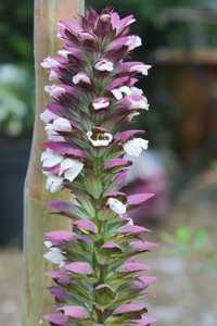 Plantas de Acanto (Acanthus Mollis)