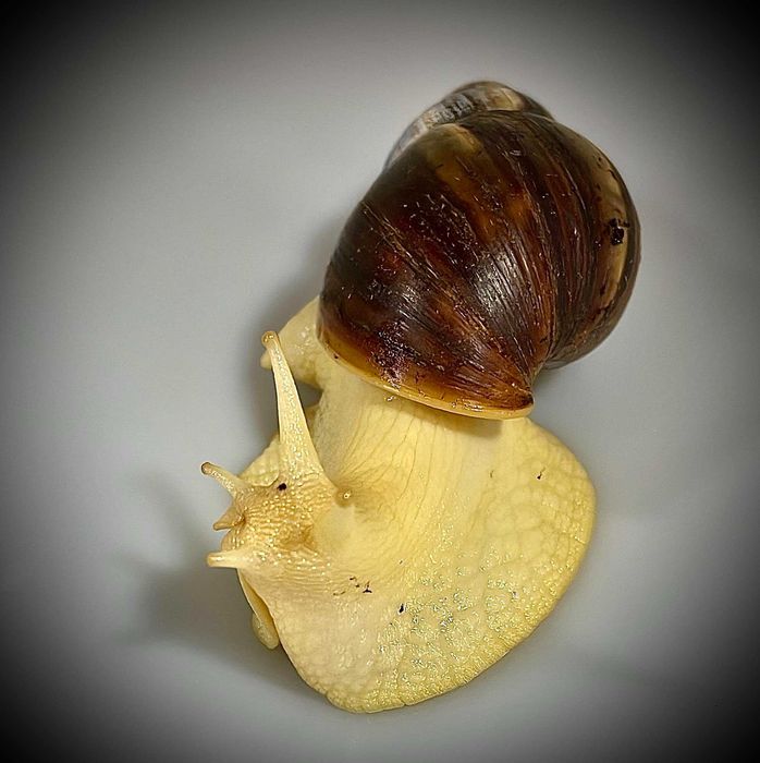Ślimak afrykański Lissachatina fulica albino body