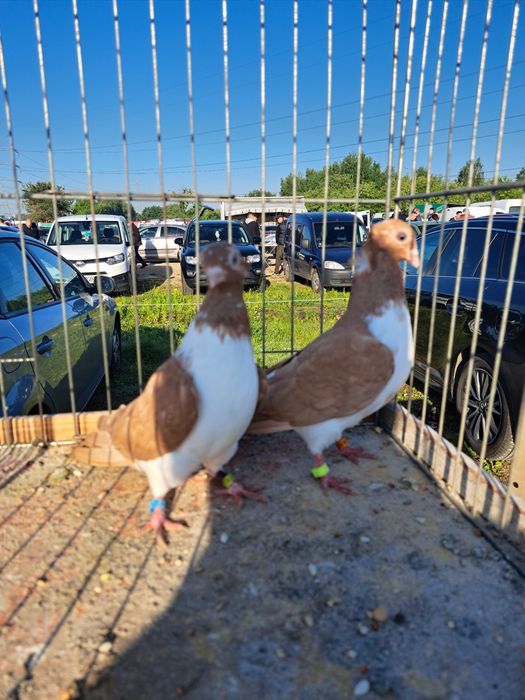 Gołębie - Czajki Węgierskie koroniate