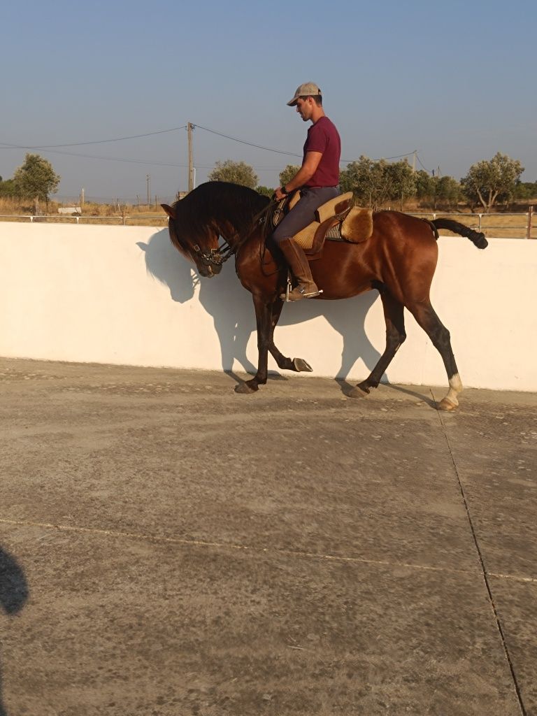 Para venda cavalo inteiro