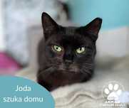 Kochana kotka Joda szuka domu
