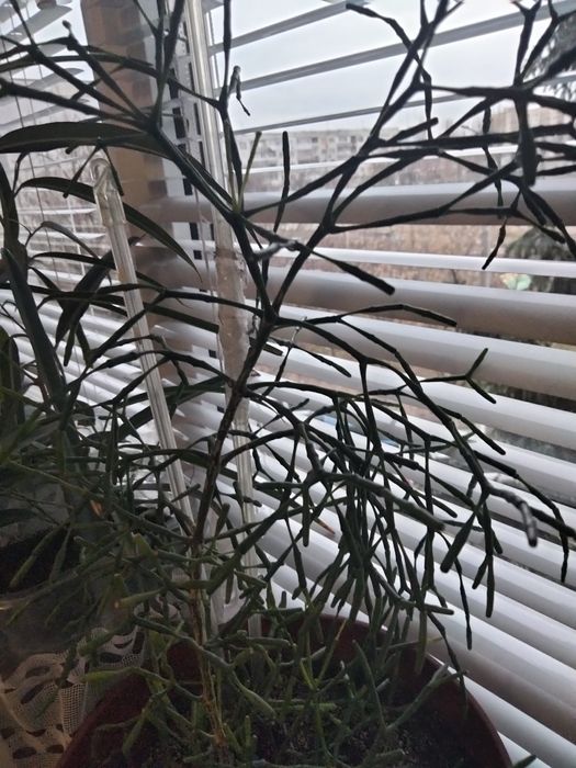 Продам кімнатні рослини