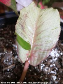 INTERNATIONAL Philodendron JungleFever SnowDrift Variegata filodendron