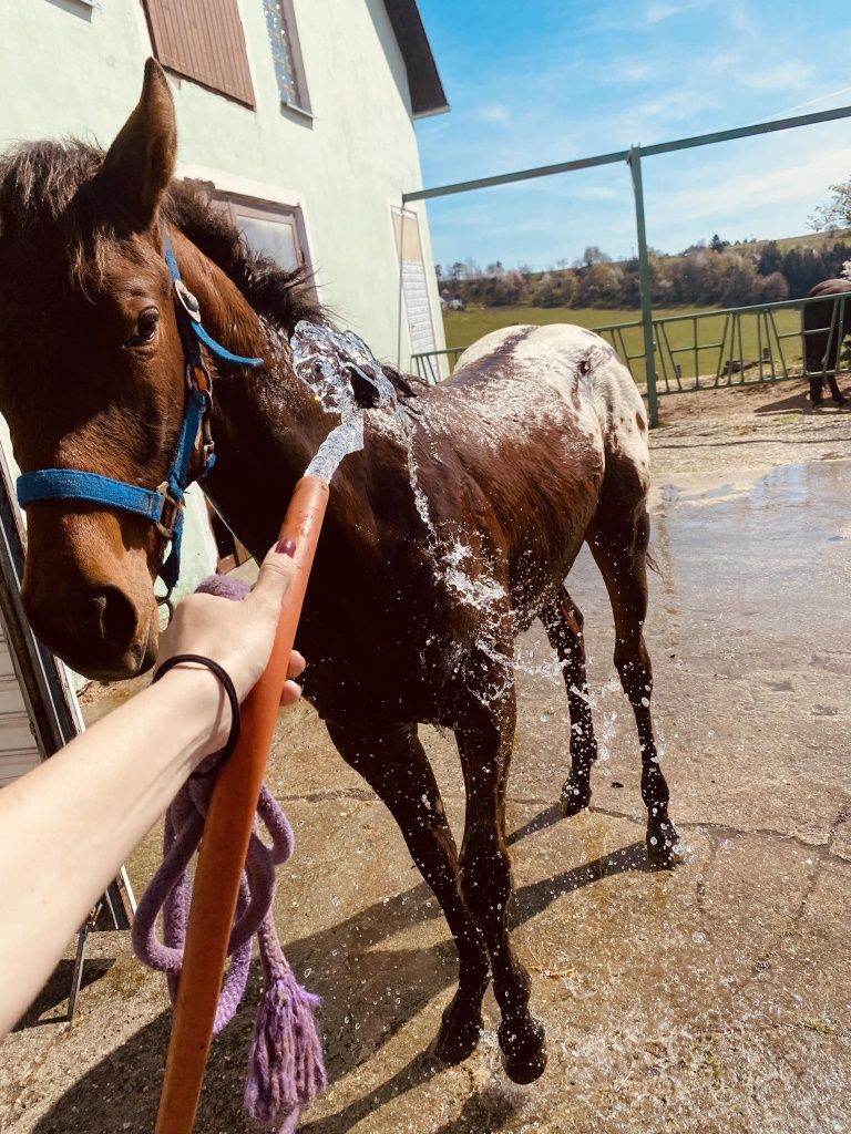 Ogierek Appaloosa