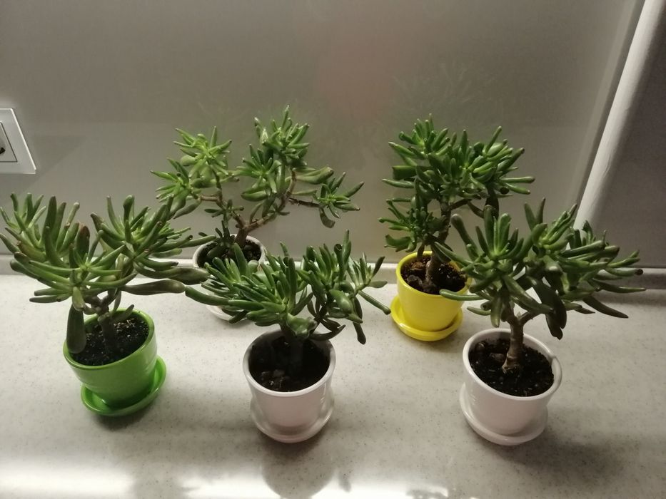 Денежное дерево разноцветных керамических горшках