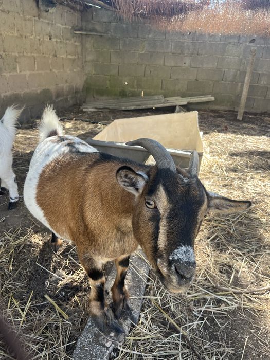 Cabras anãs - 2 fêmeas - 4 anos e 3 anos