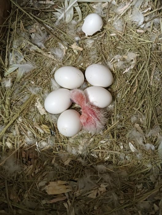 Agapones para criar a mão