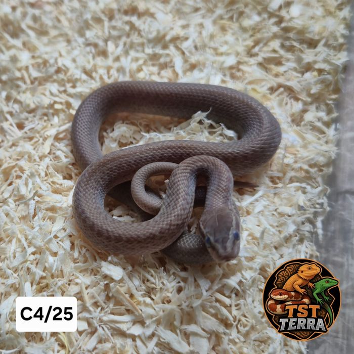 Węże zbożowe/mahoniowe/smugowe